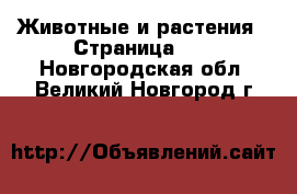  Животные и растения - Страница 12 . Новгородская обл.,Великий Новгород г.